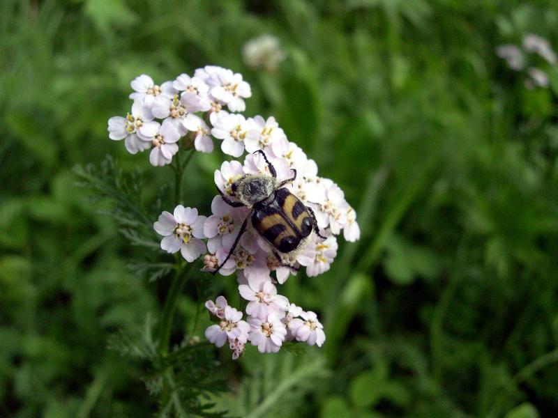 Coleotteri in Val di Tures